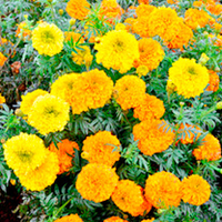 Marigold Plants - Kushi Mix