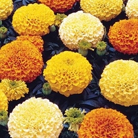 Marigold Plants - Marvel Mixed