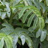 Melianthus Plant - Major