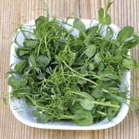 Microherbs Pepper Punch