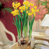 Narcissus Bulbs - Twin Pack