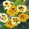 Nasturtium Ladybird Mixed Seeds