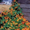 Nasturtium (Organic) Seeds - Tall Mix