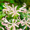 Nerine bowdenii Potted Bulb - Albivetta