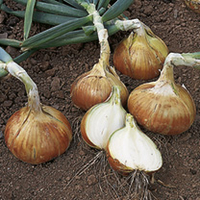 Onion,  Garlic & Shallot Bulbs - Collection