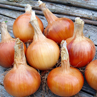 Onion Santero F1 Seeds