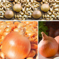 Onion Spring Triple Pack