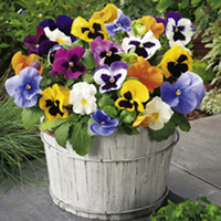 Pansy Plants - Select Mix