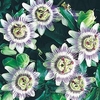 Passiflora Caerulea