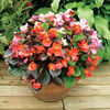 Patio Pot Flower Plant Collection