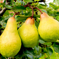 Pear Mini Tree - Pironi