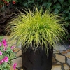 Pennisetum Plant - Lumen Gold