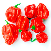 Pepper Chilli Grafted Plant - Scotch Bonnet