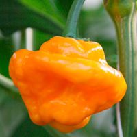 Pepper Chilli Plant - Scotch Bonnet Yellow