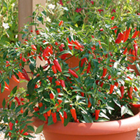 Pepper Chilli Plants - F1 Apache