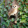Perching Owl