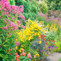 Perennial Plants - Lucky Dip