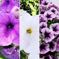 Petunia Plants - Titan