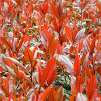 Photinia Plant - Red Robin