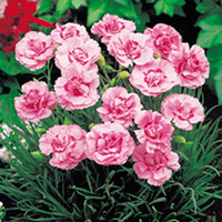 Pinks Plants - Doris