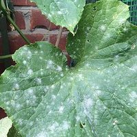 Potassium Bicarbonate