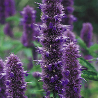 Potted Perennial Plants - Lucky Dip