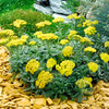 Potted Perennial Plants - Yellow Collection