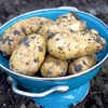 Potted Potato Plants - Charlotte