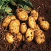 Potted Potato Plants - Nicola White