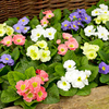 Primrose Plants - Marshmallow Mix