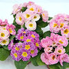 Primrose Plants - Strawberry Ice