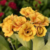 Primula auricula Plants - Collection