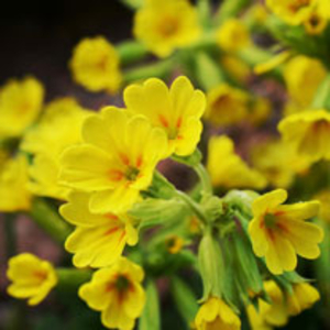 Primula Plant - Cowslip