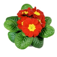 Primula Plants - Christmas Mix