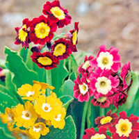 Primula Plants - Clown Face Mix