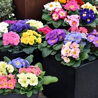 Primula Plants - Lucky Dip