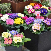 Primula Plants - Mixed