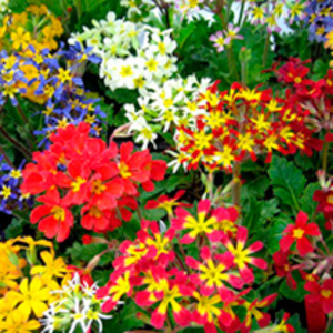 Primula Plants - Oak Leaved Mix