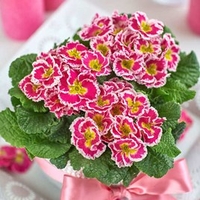 Primula Plants - Sweetie