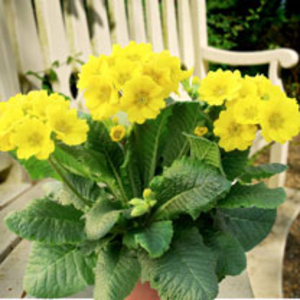 Primula Plants - Veristar Yellow