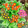 Primula Plants - Victorian Laced Mix