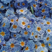 Primula Plants - Zebra Blue