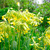 Primula Veris Plants