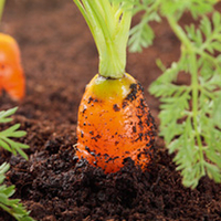 Root Vegetable Seed - Collection