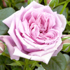 Rose Plant - Janeen