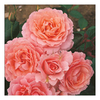 Rose Plant - L