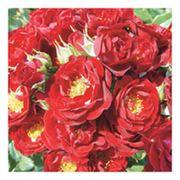 Rose Plant - Ruby Ribbon