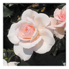 Rose Plant - Soham Rose