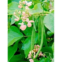 Runner Bean Seeds - Sunset