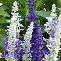 Salvia Potted Plants - farinacea Seascape